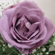 Illustration for article titled Do you have to be Batman to create a blue rose?